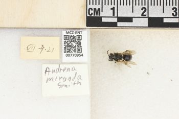 Media type: image;   Entomology 770954 Aspect: Labels